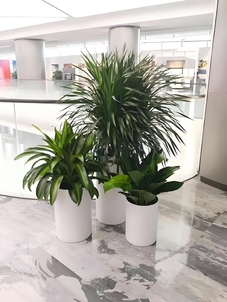 想知道余姚花卉租赁价格？这里有答案！